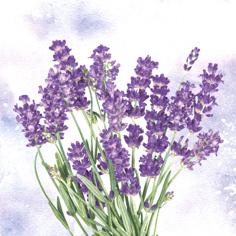 Blume, Pflanze, Lavendel